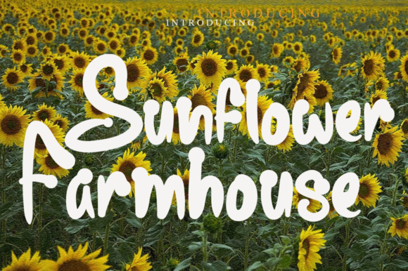 Sunflower Farmhouse Font Review for Branding Projects